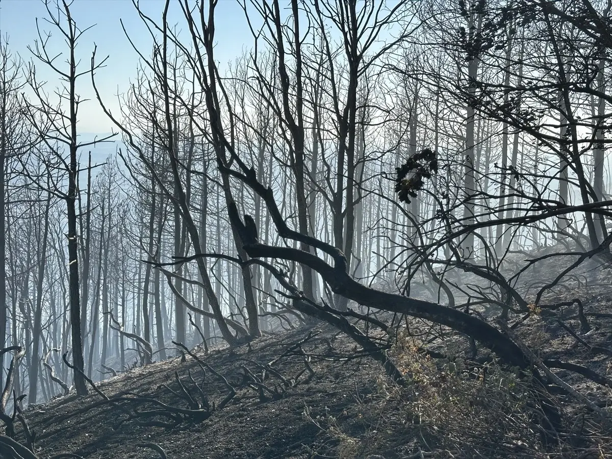 Hendek’te Orman Yangınına Müdahale Başlatıldı