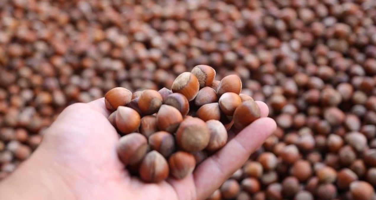 turkiye findik ihracatindan 10 ayda 18 milyar dolarlik gelir Lix5AxDS.jpg