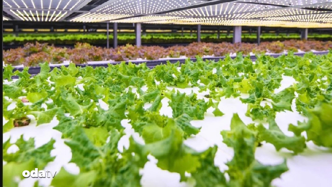 Yapay zeka, bitkisel üretimde yeni bir dönem başlatıyor