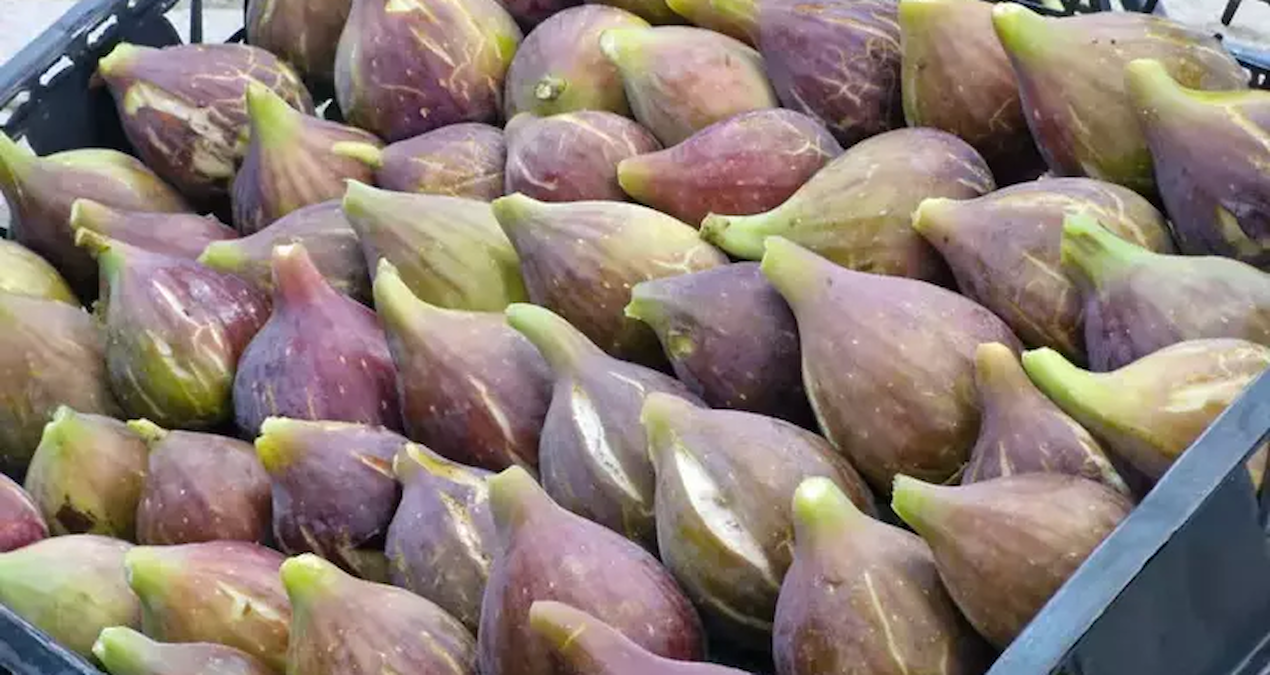 100 dönümlük mor patlıcan inciri projesi: Gelir kız öğrencilere burs olacak