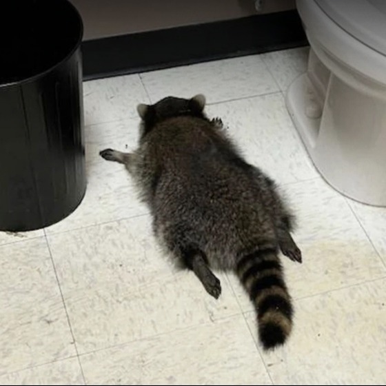 ABD’de “sarhoş rakunun” sırrı çözüldü