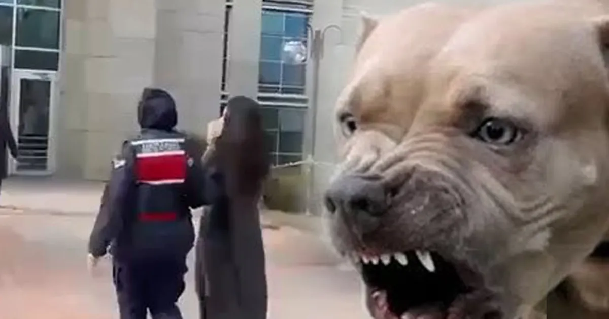 Etimesgut’ta pitbull dehşetinde yeni gelişme… Köpek sahibi tutuklandı!