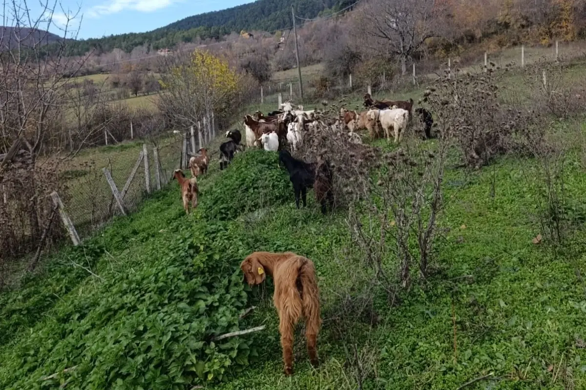 Kayıp Küçükbaşlar Dronla Bulundu